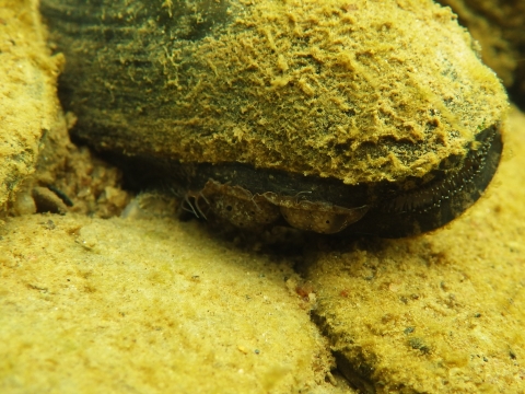 A freshwater mussel covered in algae with a small opening for filtering food out of the water