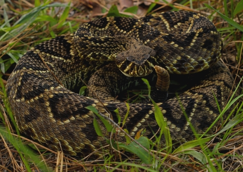 A brown snake with blackand brown spots, a triangular-shaped head and a rattle emerging from a coiled body