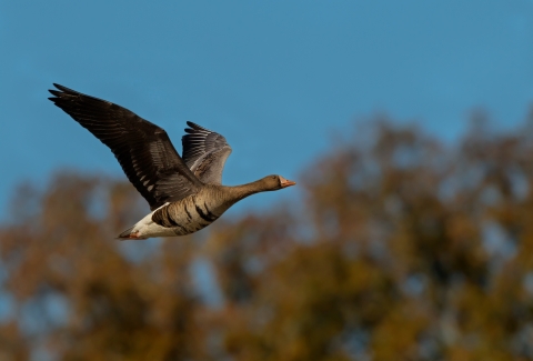 A large goose with wings spread; an orange beak and camouflaged breast feathers