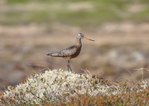 A dark brown and rust brown colored bird with dark slender legs and narrow orange and black beak