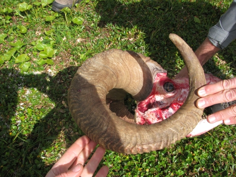 Two hands holding a Dall sheep rams that was taken on illegal hunts.