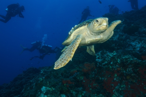 A large sea turtle swimming along a reef