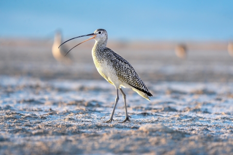 A white and black bird with long legs and a long curved beak standing on snowy ground