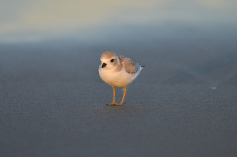 Piping plover on sandy beach