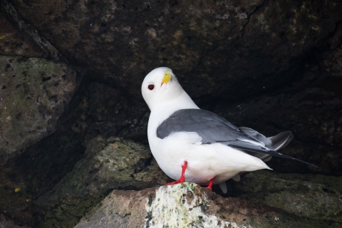 A small white bird with grey wings, bright red/orange legs and yellow beak