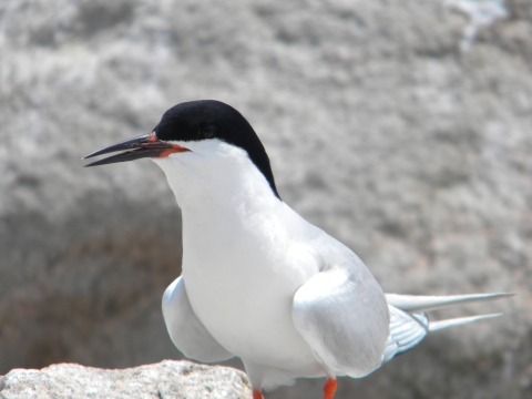 A white bird with light grey wings, black cap and mostly black beak standing on a rock