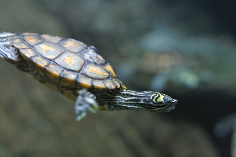 A turtle with a yellow splotch above it's eye swimming underwater