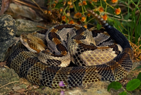 A tan colored snake with dark brown and black spots and stripes