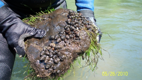 Person in wet suit holding a large rock that is partially covered in Tulotoma snails on the bottom side. Moss is growing on the top side of the rock. 