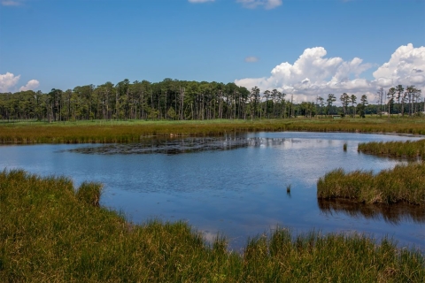 View of wetlands from the boardwalk at Blackwater National Wildlife Refuge in Maryland. 