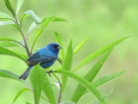 Indigo bunting perched on plant