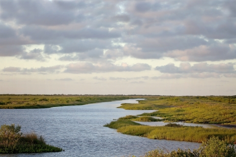 Coastal Marsh