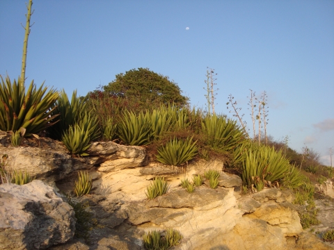 green plants on a hillside