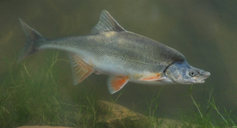 Silver colored fish with humped back