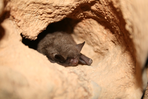 A single Indiana bat rests on a ledge in a cave, wings folded at its sides