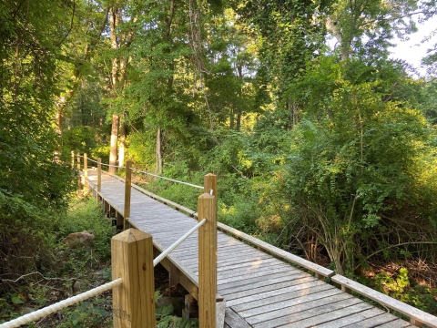 A boardwalk weaves through the trees of a forest. Lining the boardwalk is a railing made of rope. It is a sunny day.. 