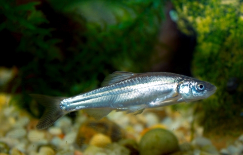 Small silver-colored fish in water