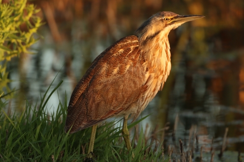 A brown and white patterned wading bird standing in grass on the edge of a wetland