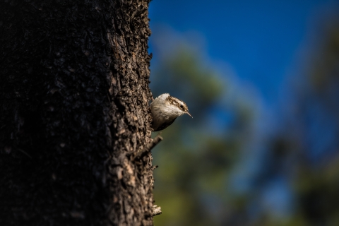 A small brown cream colored bird with a brown stripe down the site of it's face perched on the side of a large tree trunk