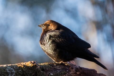 A brown bird with black wings perched on a large branch