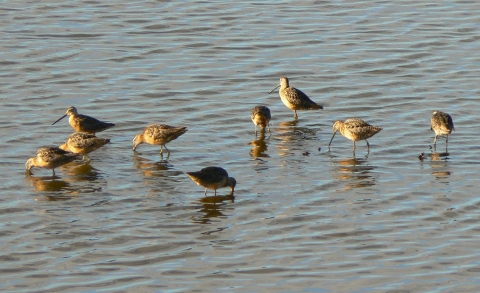 Multiple long-billed shorebirds wade in shallow water.