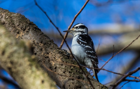 A woodpecker with black and white stripes on it's head, white breast and dark wings with white spots