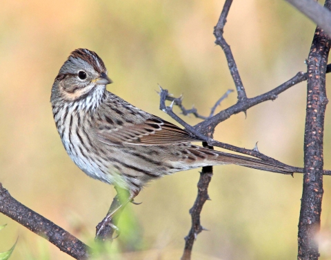 A white and brown striped bird standing on a branch