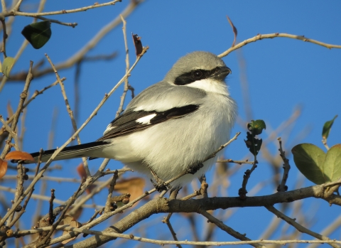 A light grey bird with black stripe on the side of it's head, white breast and dark wing tip and tail feathers