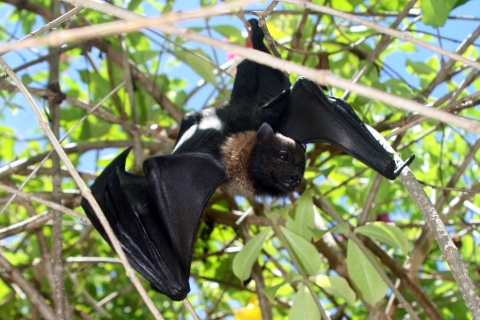 A black and brown tropical bat climbing through brush