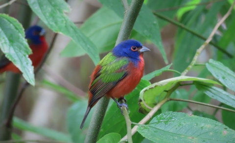 A bird on a branch with indigo head, red breast, and green wings