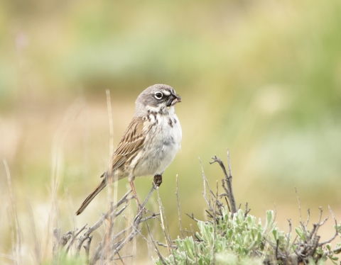 A small bird with brown and white face, patterned light and dark brown wings, white breast standing on a twig