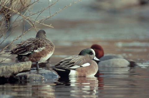 American Widgeon North Dakota