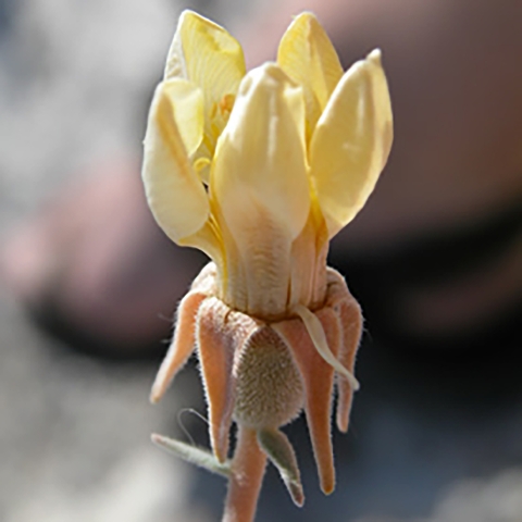 Plant with small yellow petals