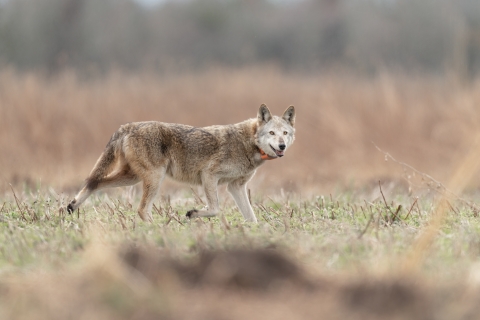 old female red wolf crossing a field