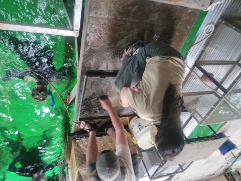 Two people are swimming in wetsuits and clear green water. Two other people are bent over on a wood bridge sifting through sand in a 2x3 metal tray. Cage covers and ropes are next to the wood plank