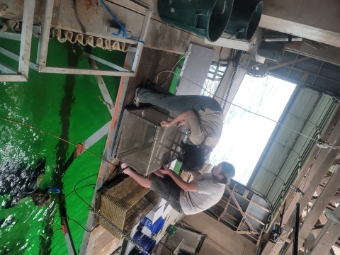 Scientists working in a floating research building filled with mussel rearing equipment. They are handling cages and transferring mussels in and out of the water