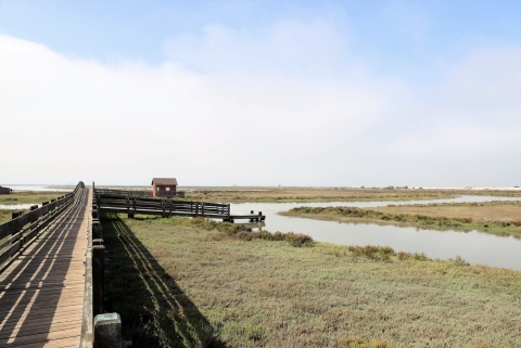 Boardwalk stretches over wetland habitat, with small cabin visible in the distance