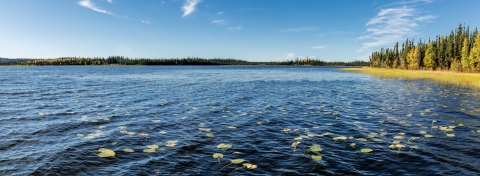 A lake with trees in the background