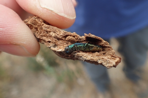 A shiny green-gold emerald ash borer on a piece of bark