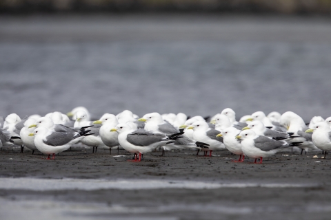 white and gray birds with red and black legs on a beach