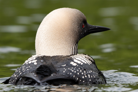 Close up of a Pacific Loon