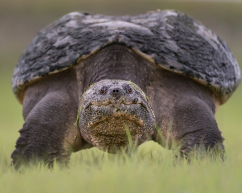 Close-up of a turtle looking at the camera while standing on green grass.