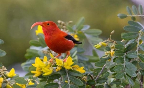 A ʻiʻiwi (scarlett honeycreeper) stands on a flower. It has bright red feathers and a long curved beak. Its wings are black and legs are orange. It stands on bright yellow flowers and is surrounded by green leaves. 