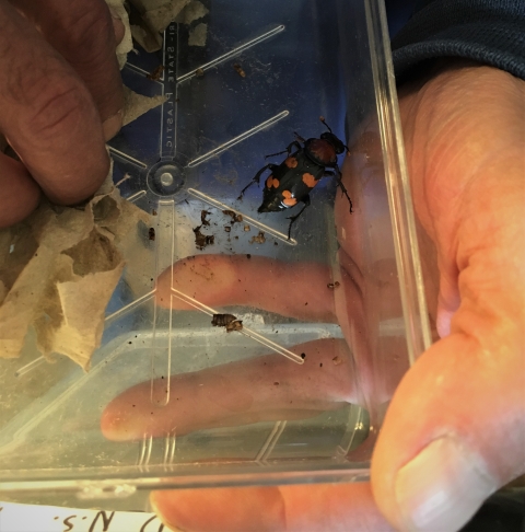 Hands hold a container with a black and orange beetle