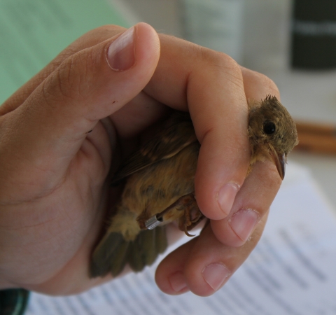 Hand holding a small yellow bird with a leg band