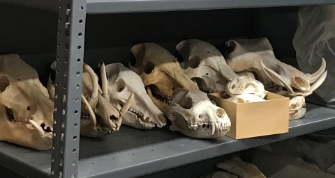 Display of illegally imported animal skulls.