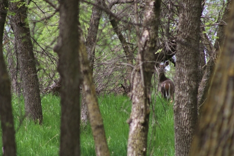 White-tailed deer on Karl E. Mundt NWR