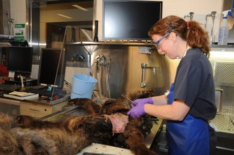 Dr. Tabitha Viner performs a wildlife necropsy.