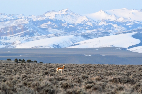 pronghorn in a field of sagebrush against a snowy mountain backdrop