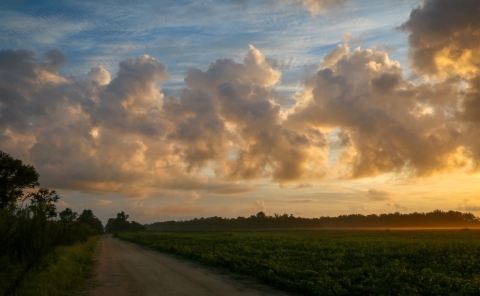 Fluffy white/yellow cumulus clouds over the sunrise-morning refuge tree line